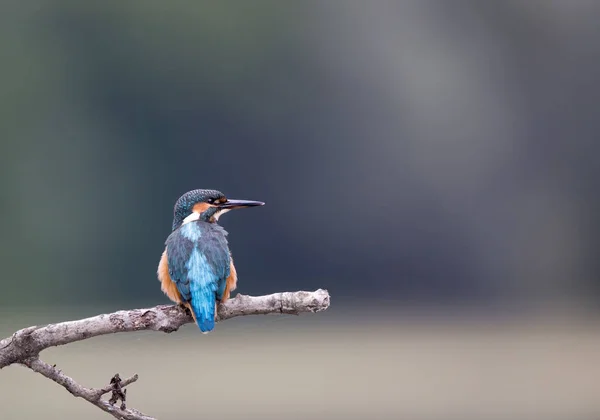 Oiseau martin pêcheur sur branche — Photo