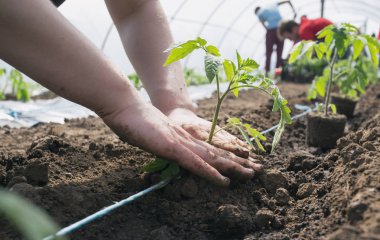 Serada dikim domates fidesi