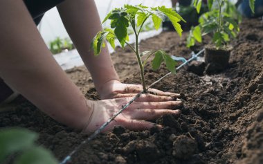 Serada dikim domates fidesi
