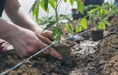 Serada dikim domates fidesi