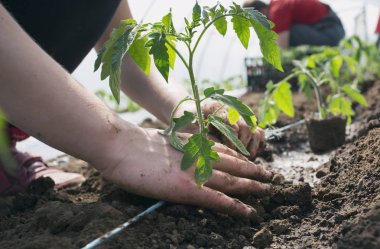 Serada dikim domates fidesi