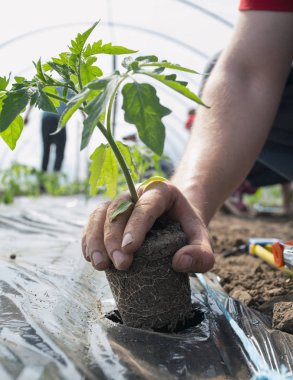 Serada dikim domates fidesi