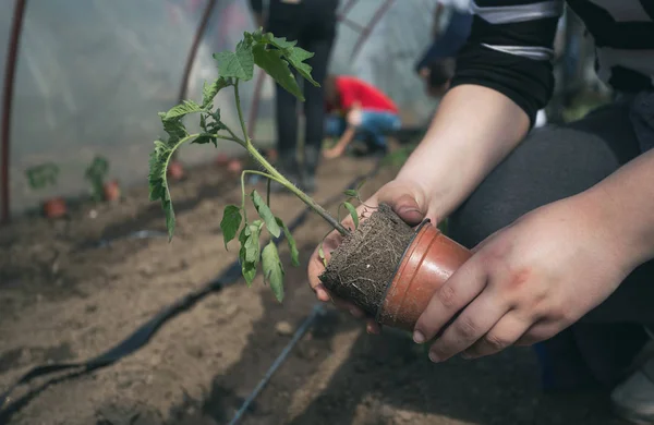 Cultivadores trasplantan plántulas de tomate en invernadero — Foto de Stock