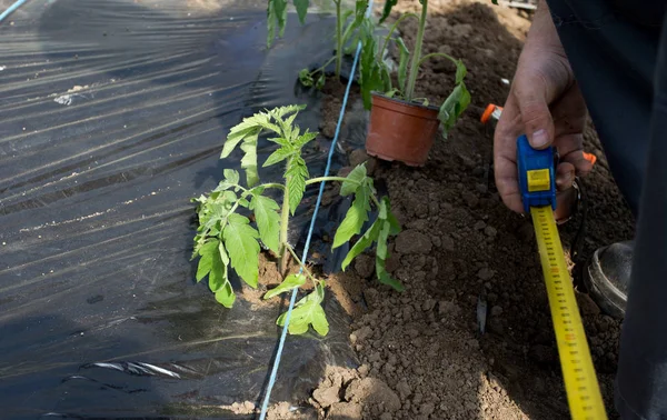 Measuring space between tomato seedlings — Stock Photo, Image