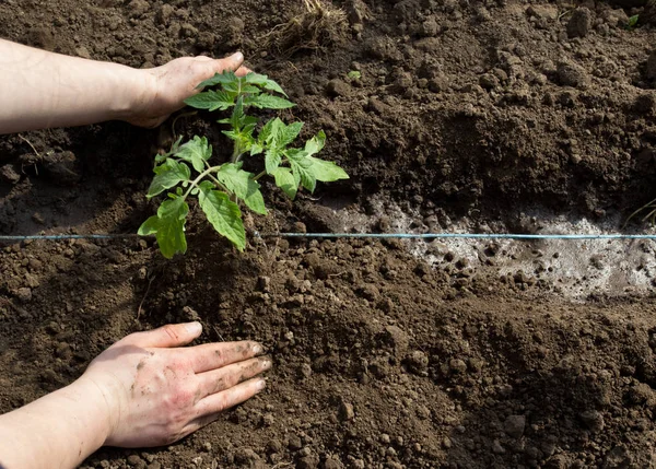 Planting tomato seedling in dirt — Stock Photo, Image
