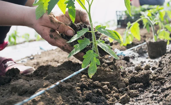 Serada dikim domates fidesi