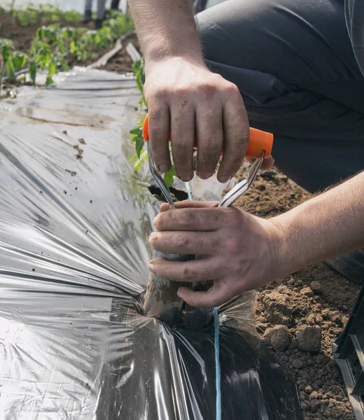Trasplantador de mano para plantar plántulas de tomate — Foto de Stock