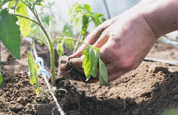 Tomato seedlings planting in greenhouse — Stock Photo, Image
