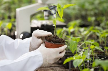 Agronomist, seradaki saksıda fideleri tutuyor.