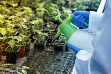 Fide tepsisi sera içinde toprak dezenfekte