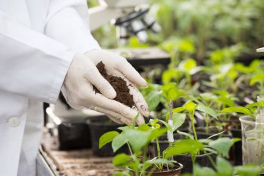 Toprak fidan yukarıda elinde tutan Ziraat Mühendisi