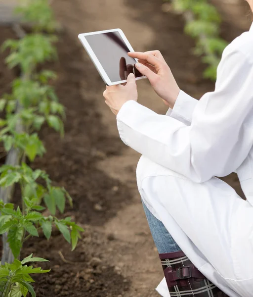 Landbouwingenieur bedrijf tablet in kas — Stockfoto