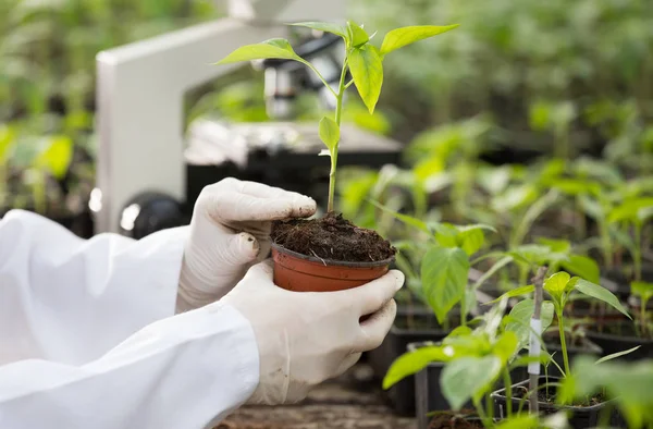 Agronomist holding seedling in flower pot in greenhouse — Stock Photo, Image
