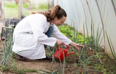 Sera içinde fidan sulama Ziraat Mühendisi