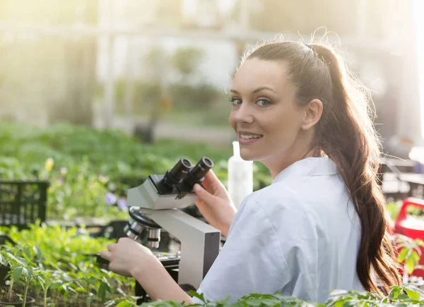 Agronomista com microscópio em estufa — Fotografia de Stock