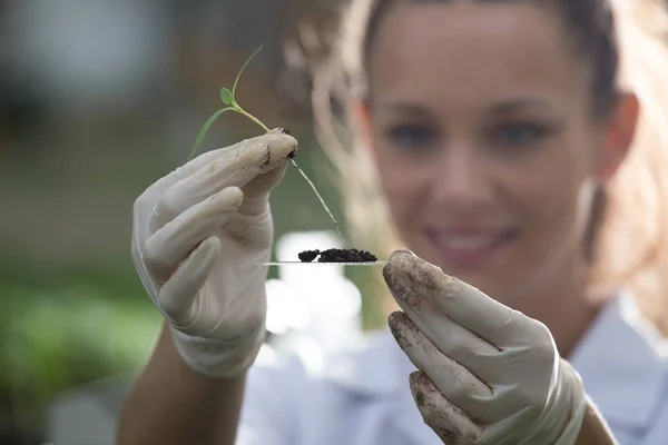 Biólogo sosteniendo plántulas por encima del vidrio para prueba — Foto de Stock