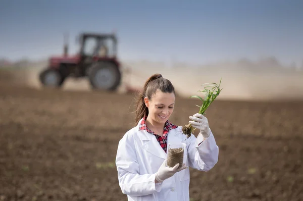 Femme agronome vérifiant la croissance du blé dans les champs — Photo