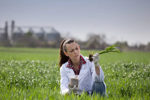 Mujer agrónoma comprobando el crecimiento del trigo en el campo —  Fotos de Stock
