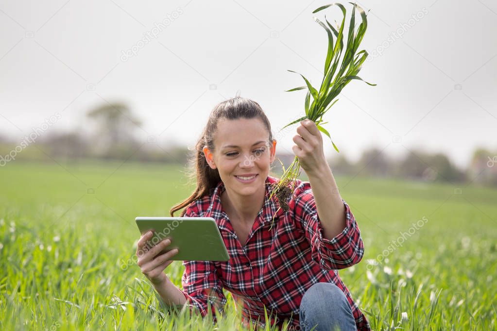 Farmer woman checking wheat growth in field