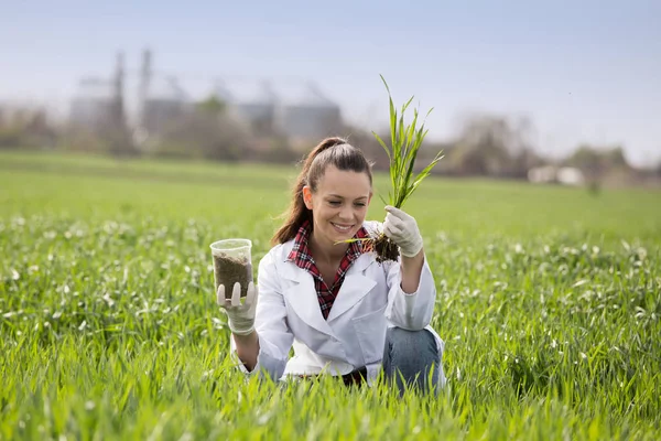 Mujer agrónoma comprobando el crecimiento del trigo en el campo — Foto de Stock