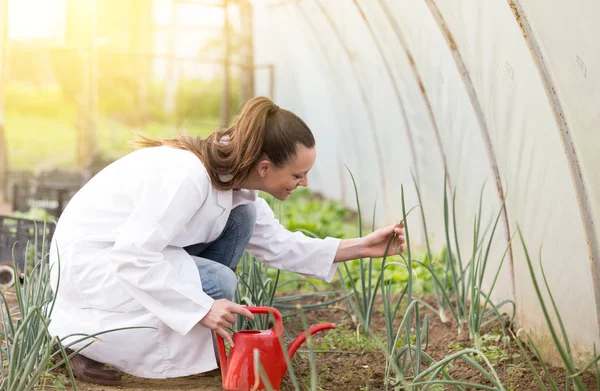 Agronom vattning plantor i växthuset — Stockfoto