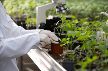 Agronomist, seradaki saksıda fideleri tutuyor.