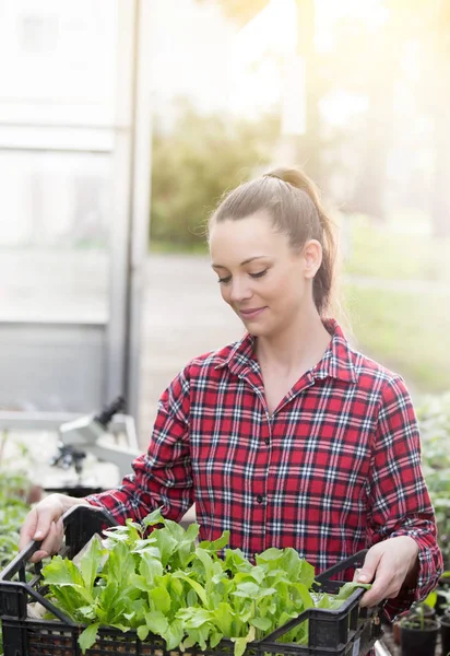 Mujer agricultora con plántulas en invernadero — Foto de Stock