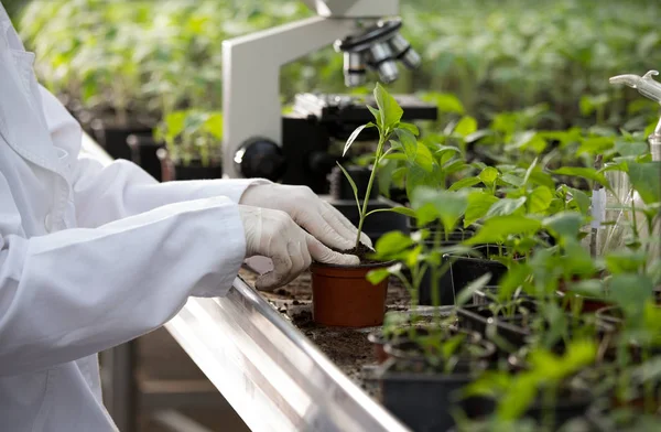 Agronomista segurando plântulas em vaso de flores em estufa — Fotografia de Stock