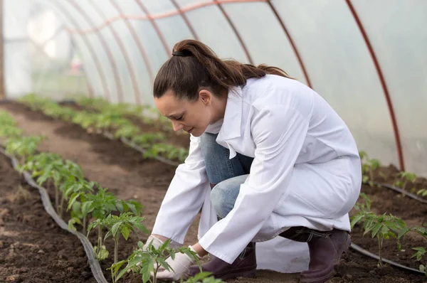 Kvinna agronom med plantor i växthuset — Stockfoto