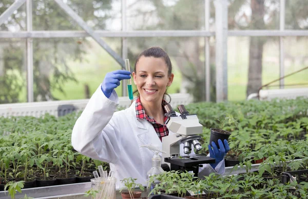 Mujer agrónoma haciendo experimento con plántulas en invernadero — Foto de Stock