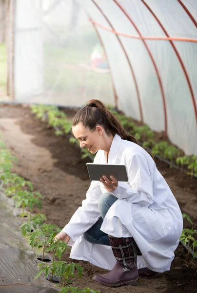 Mulher agrônomo com tablet em estufa — Fotografia de Stock