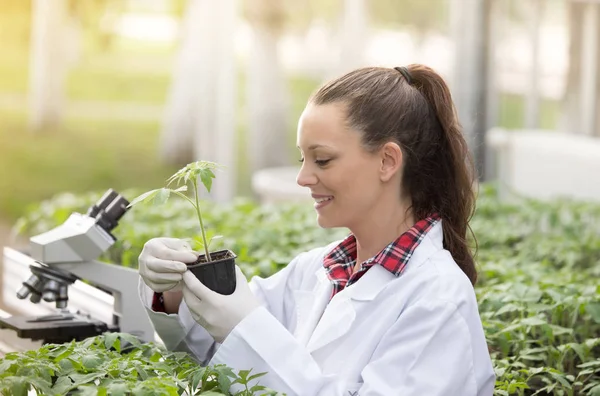 Agronomo con piantina in vaso di fiori in serra — Foto Stock