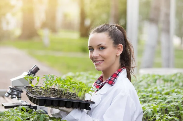 Mujer agrónoma sosteniendo bandeja de plántulas en invernadero — Foto de Stock