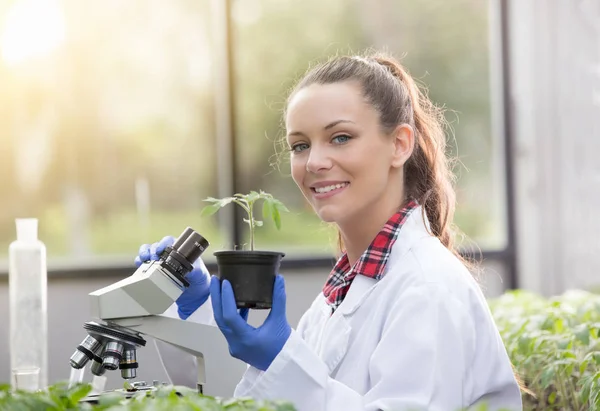 Agronomista com mudas em vaso de flores em estufa — Fotografia de Stock