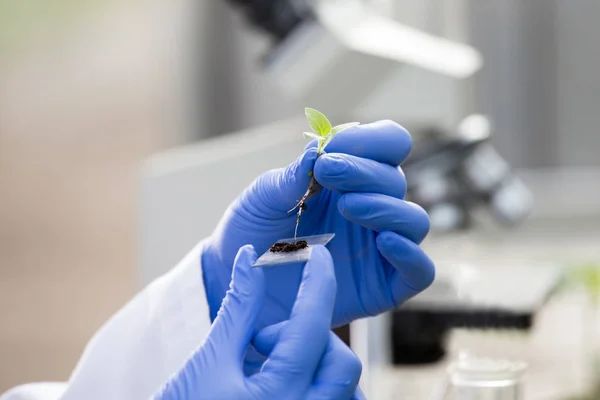 Biólogo sosteniendo plántulas por encima del vidrio para la prueba de microscopio — Foto de Stock