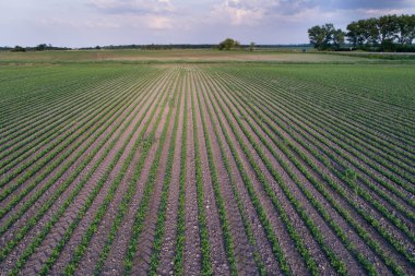 Soya satır alanındaki havadan görünümü ilkbaharda dron--dan ateş