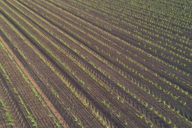 Bahar dron çekiminden alan Mısır bitki satır Üstten Görünüm
