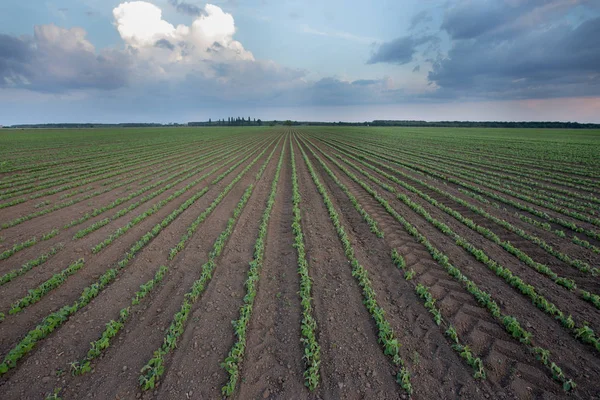 Luftaufnahme Von Sojabohnenreihen Feld Schießen Von Drohne Frühling — Stockfoto