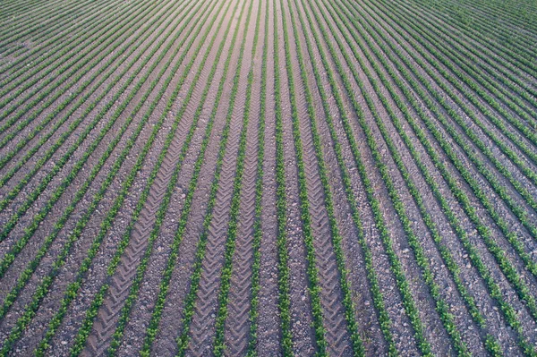 Ansicht Der Sojabohnenreihen Feld Frühling Von Einer Drohne Aus — Stockfoto