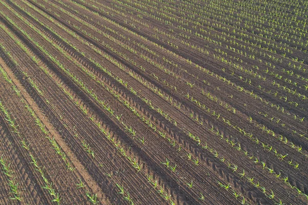 Pohled Shora Řádků Rostlin Kukuřice Poli Střílet Dron Jarní — Stock fotografie