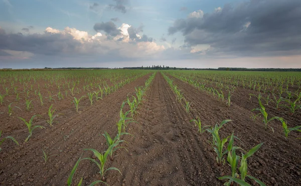 Brotes Maíz Jóvenes Hileras Campo Primavera — Foto de Stock