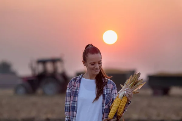 Femme agricultrice avec épis de maïs pendant la récolte dans le champ — Photo