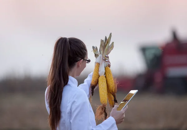 Agronomiste au champ de maïs pendant la récolte — Photo