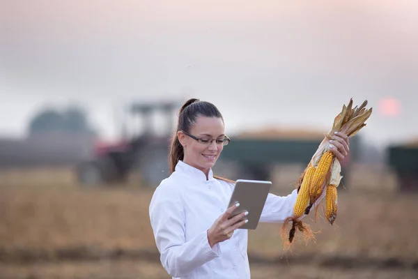 Agronomen på majsfält under skörden — Stockfoto