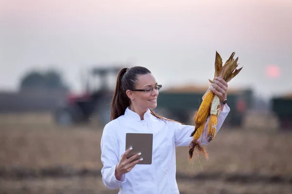 Agronomo nel campo di mais durante il raccolto — Foto Stock