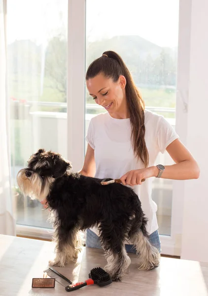 Girl combing dog at home — Stock Photo, Image