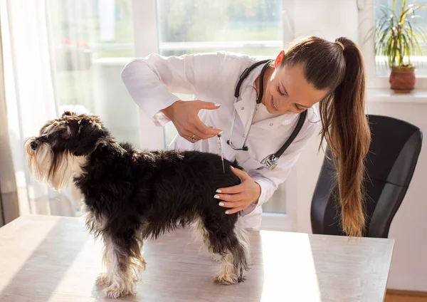 Veterinären ger injektion till hund — Stockfoto