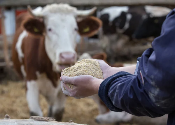 Agricultor dando comida seca a las vacas — Foto de Stock