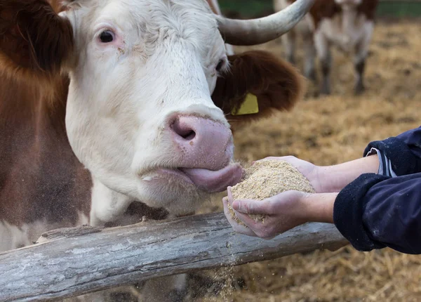 Farmer giving dry food to cows — Stock Photo, Image