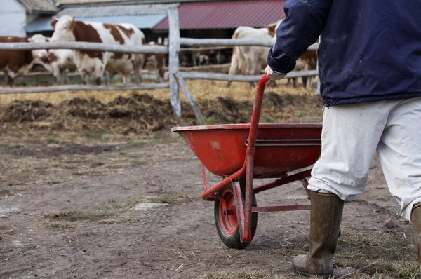 Rolnik z taczką przed krowami — Zdjęcie stockowe
